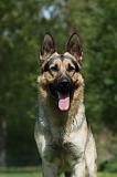 BERGER ALLEMAND 1000